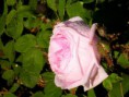 /album/roses/p5200166-1-jpg/